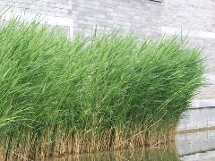 芦苇-水生植物